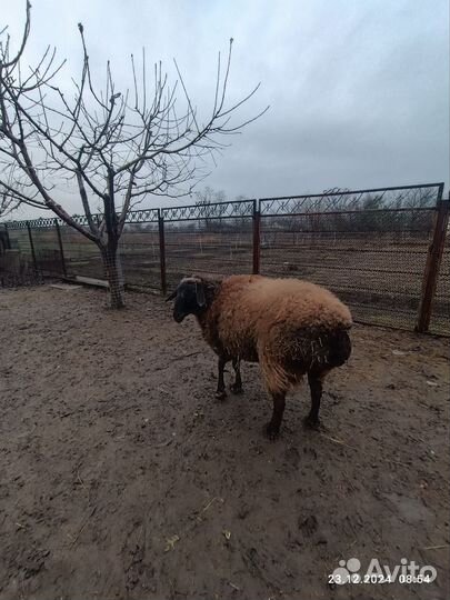 Овцы бараны