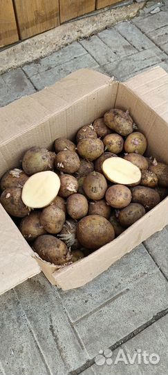 Семенной картофель