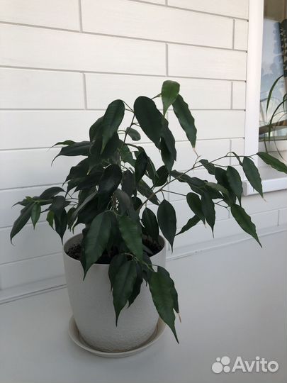 Бенджамина