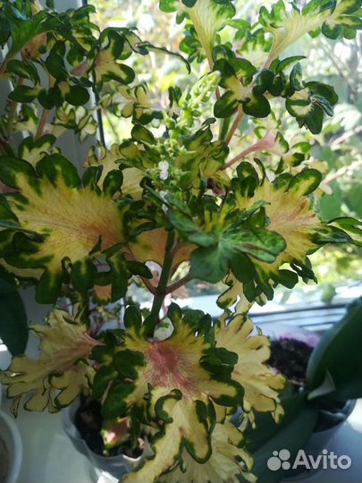 Пеларгония герань, колеус, фиалка детки