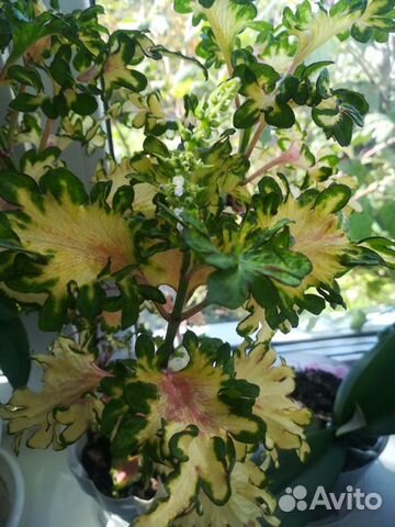 Пеларгония герань, колеус, фиалка детки