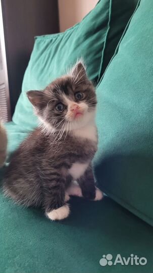 Котята 1.5 месяца