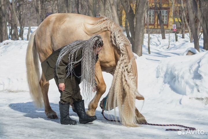 Занятия верховой ездой.Прокат лошадей и пони