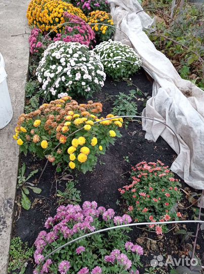 Хризантемы мультифлора