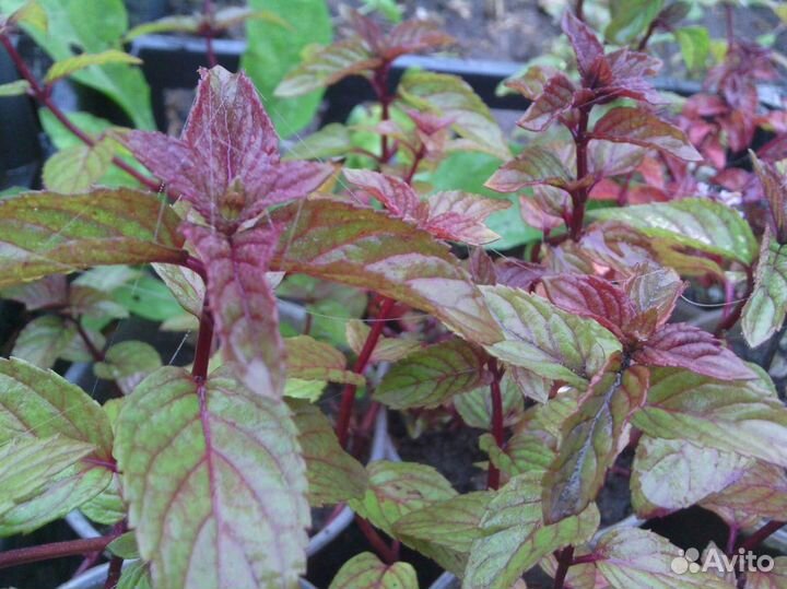 Продам мяту перечную