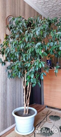 Фикус бенджамина