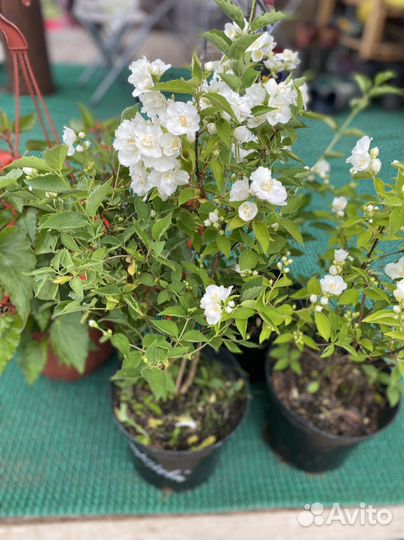 Жасмин (чубушник)