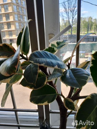 Фикус эластика тинеке