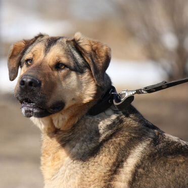 Анатолийская овчарка, взрослый пёс