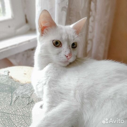 В добрые руки
