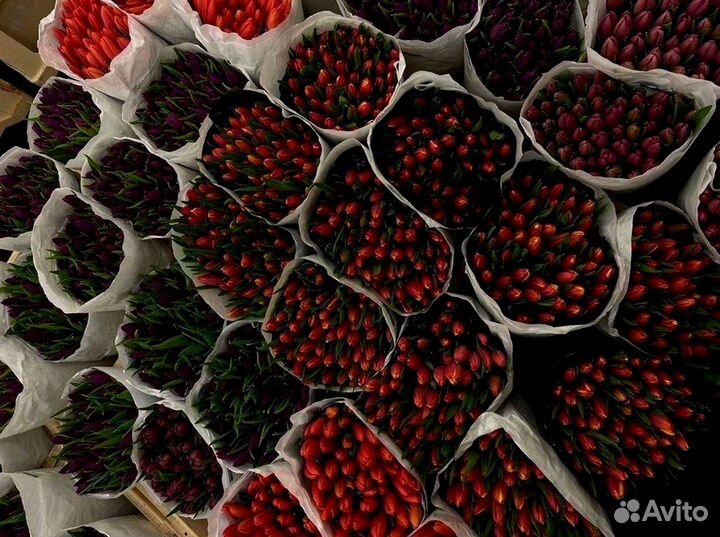 Тюльпаны оптом от 500 шт