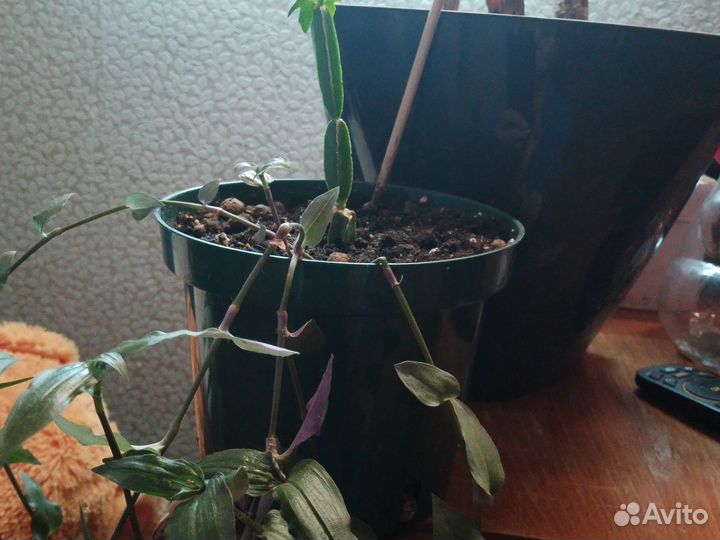 2в1цветочки