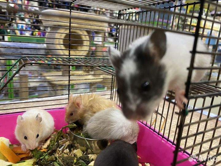 Хомяк сирийский, хомяк джунгарский