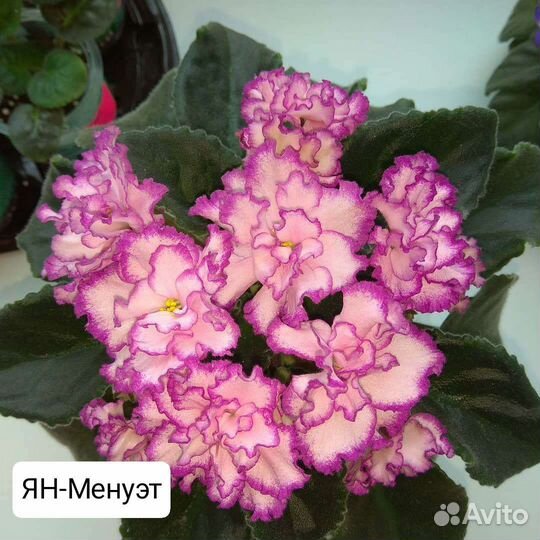 Детки сортовых фиалок