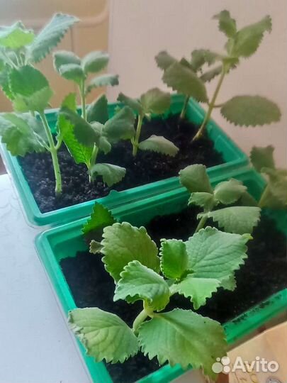 Мята комнатная (плекрантус)