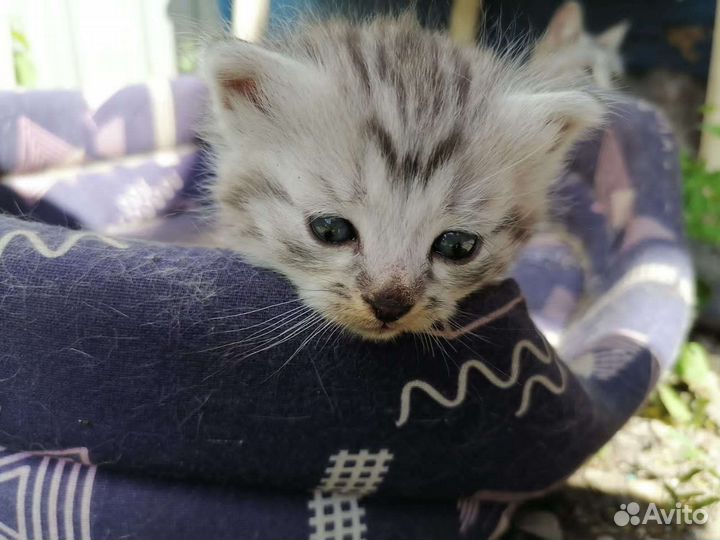 Котенок в добрые руки