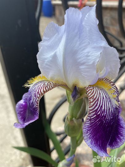 Ирисы саженцы