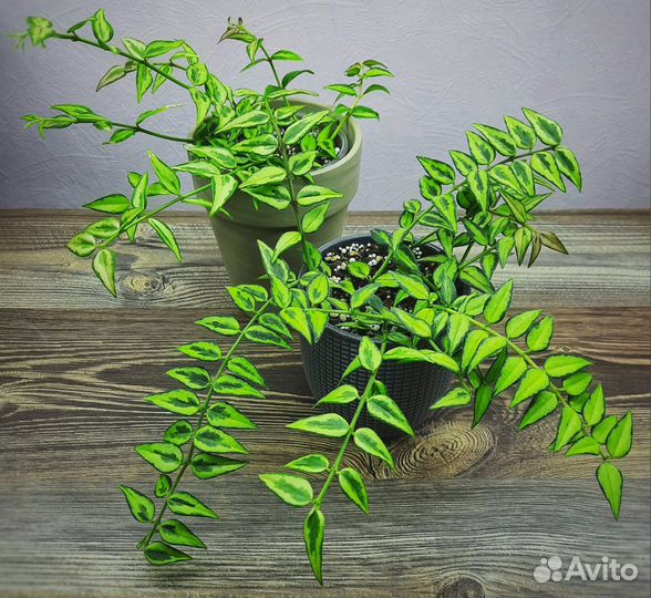 H. cv Bella Louis Buis/ Lida Buis/ Белла Луис Буис