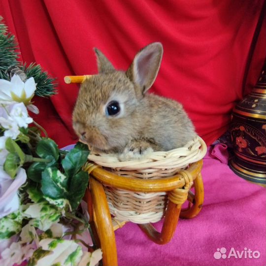 Декоративные карликовые кролики. Домашние