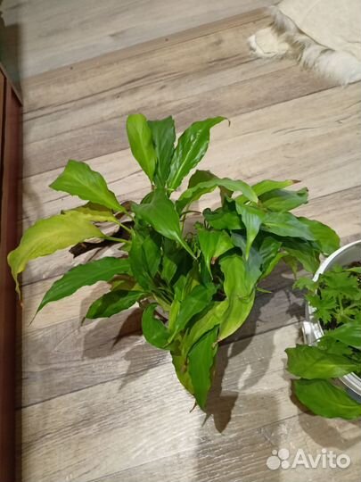 Спатифиллум