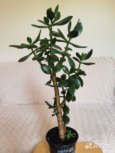 Толстянка древовидная