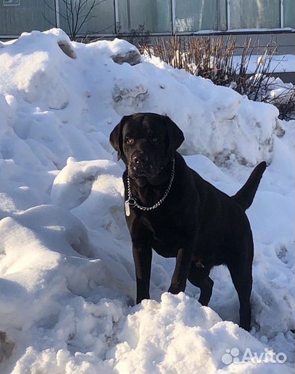 Вязка кобеля лабрадора