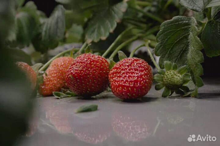 Помощь в открытии вертикальной сити фермы Обучение