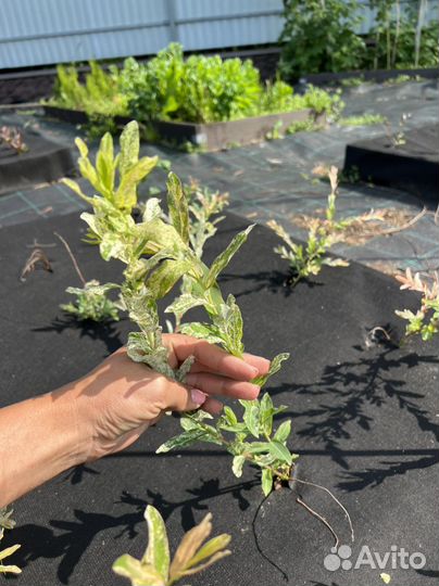 Ива хакуро нишики