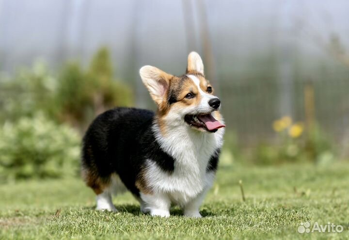 Вельш-корги пемброк