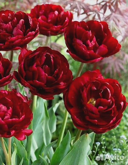 Тюльпан Антрацет 1 уп. (3шт.) фракция 11/12