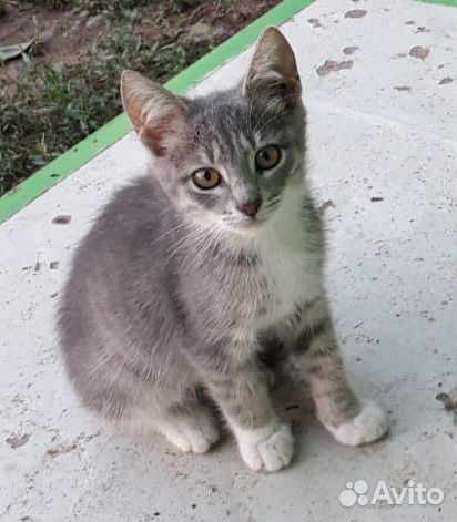 Отдам в добрые руки