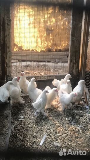 Цыплята карликового кохинхина