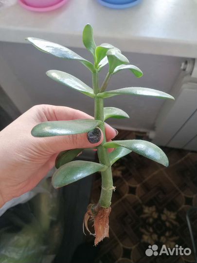 Денежное дерево толстянка крассула