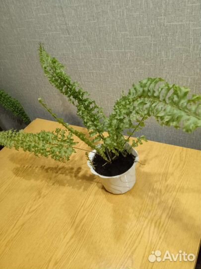 Папоротник