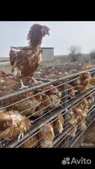 Куры несушки