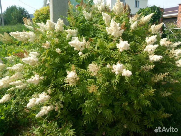 Рябинник рябинолистный