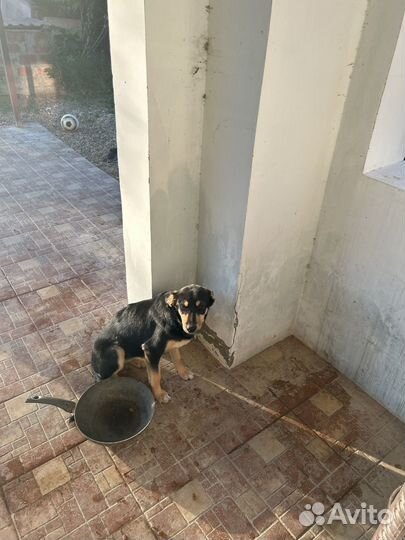 Собака в добрые руки отдам бесплатно