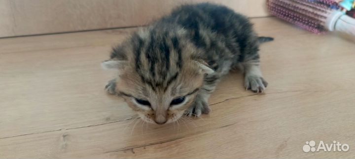 Котята в добрые руки мальчики
