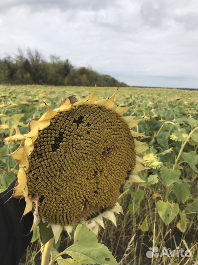 Продам Подсолнечник в мешках