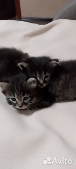 Сибирская+британец