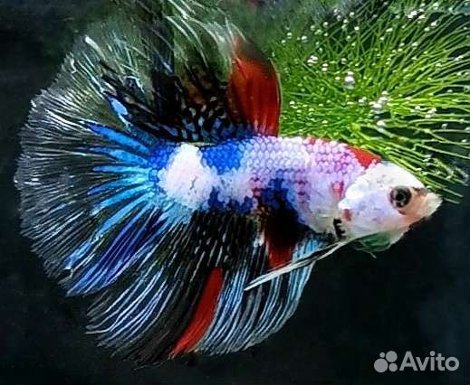 Сиамский петушок рыбка, корма для рыб