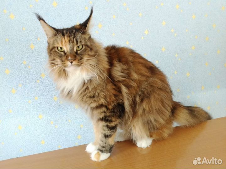 Кошки мейн-кун