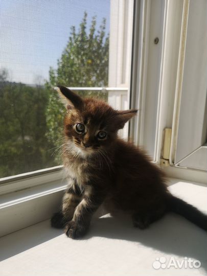 Котята мейн-кун