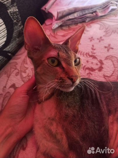 Вязка донской сфинкс