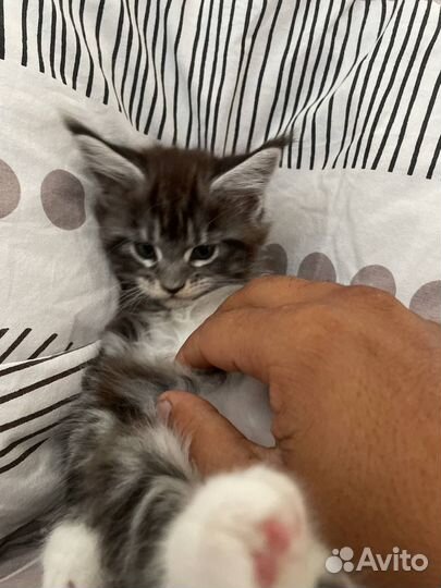 Котята мейн-кун