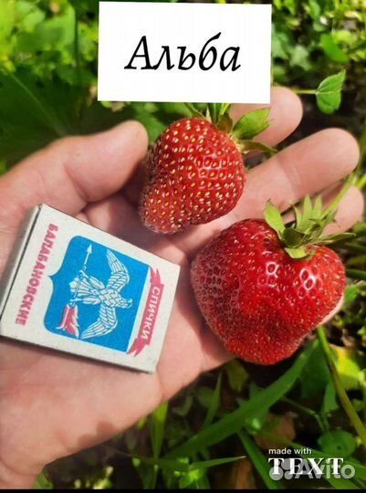 Продажа клубники