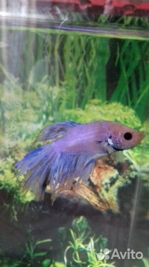 Рыбка петушок с аквариумом 20 л