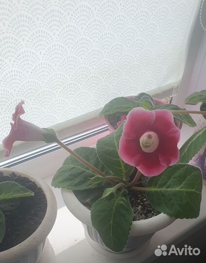 Глоксиния цветущая