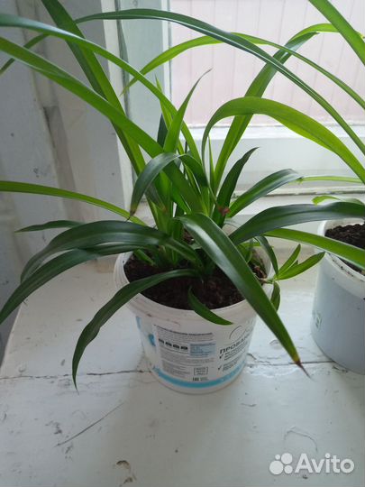 Хлорофитум