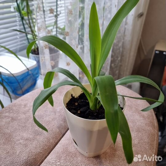 Юкка гигантская, с горшочком